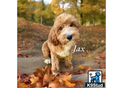 a goldendoodles dog standing on a path with leaves on the ground